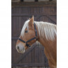 Halster voor trekpaard, Shire