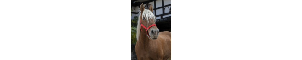 Halsters voor trekpaard en Shires
